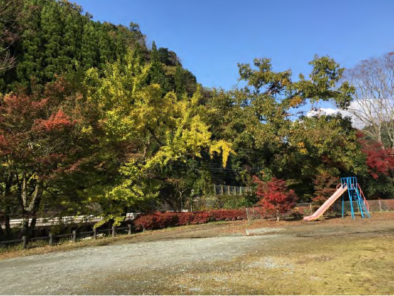 校庭と森の写真